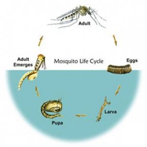 Courtesy of Leon County Mosquito Control