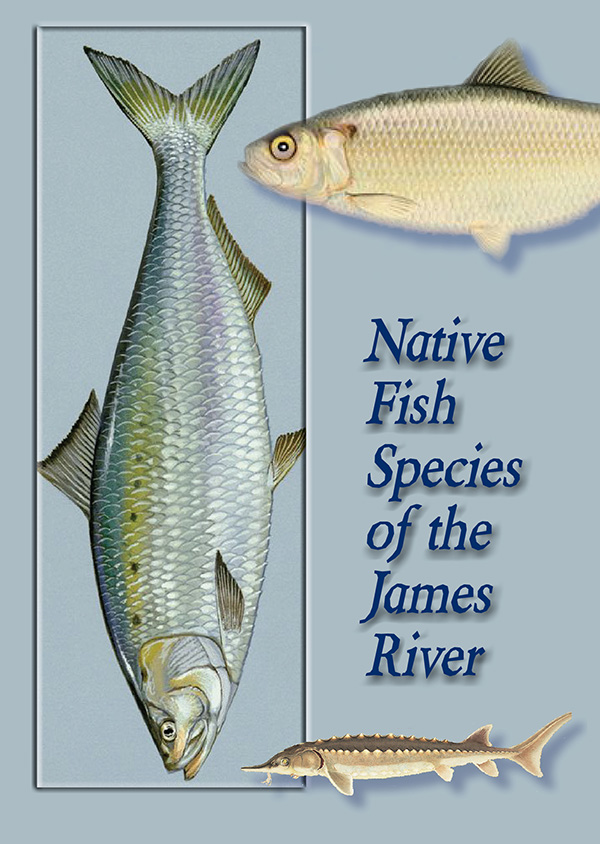 Native_Fish_DVD_Jacket