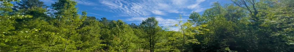 Heart Landing Page Banner of trees & blue sky