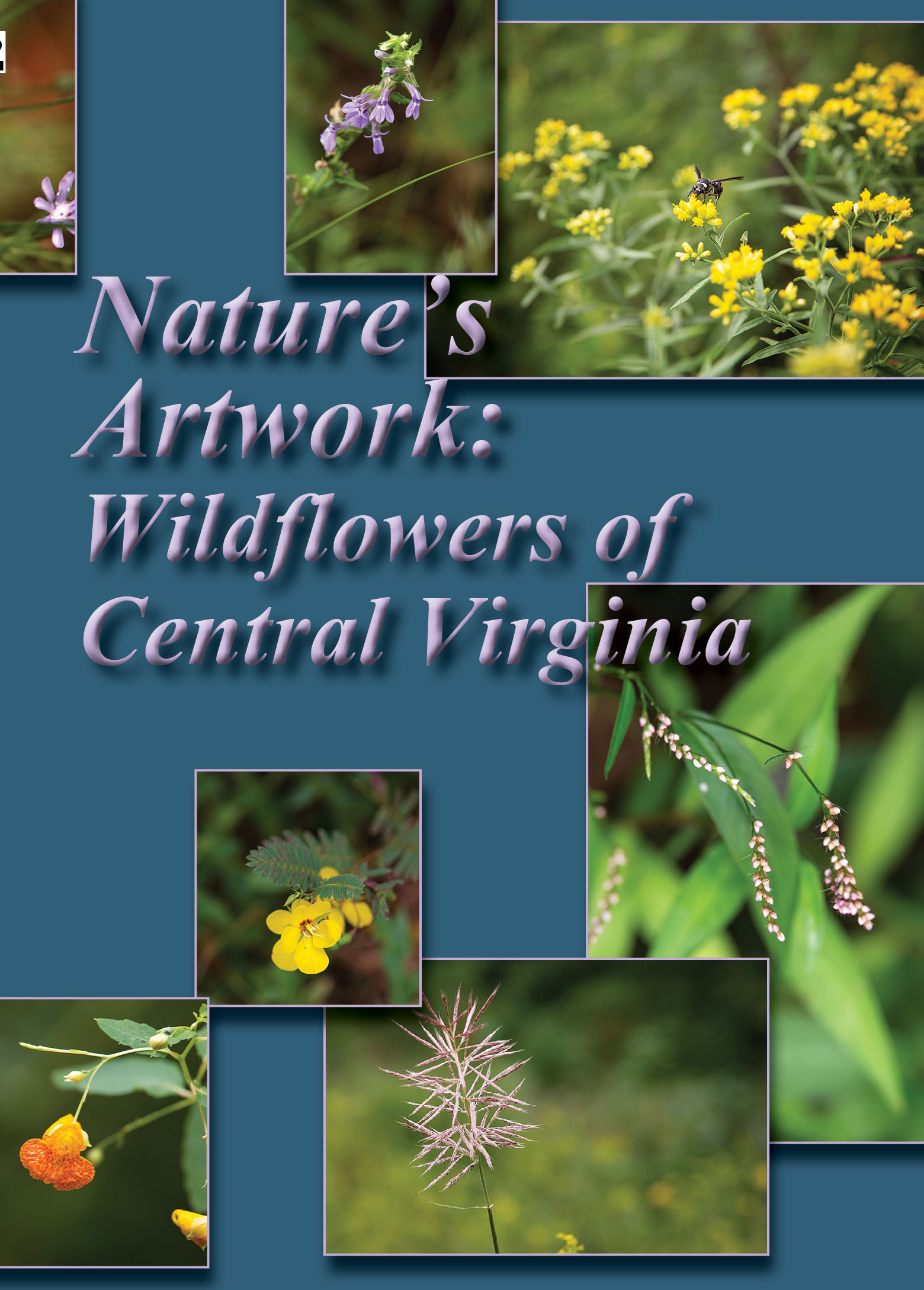 Natures_Artwork-Wildflowers_DVD_Cover