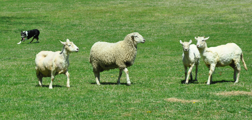 Sheep to Shawl (3)