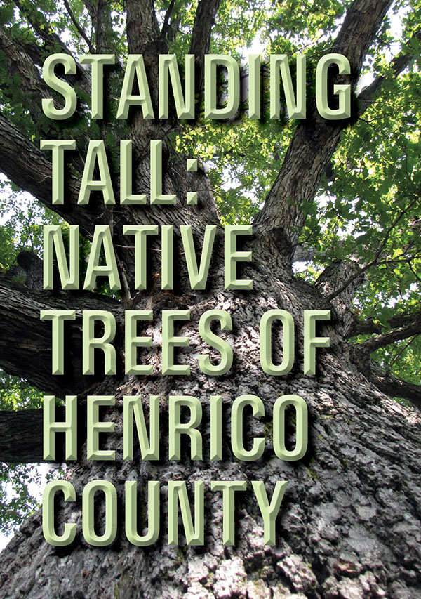 Standing_Tall_Native_Trees_DVD_Cover