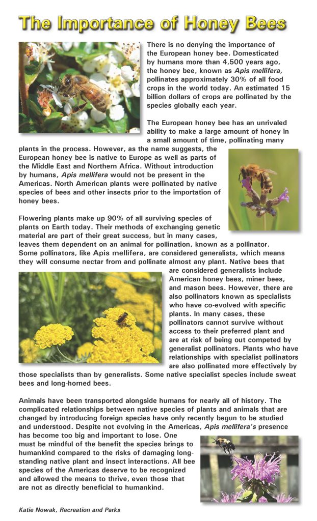 The Importance Of Honey Bees